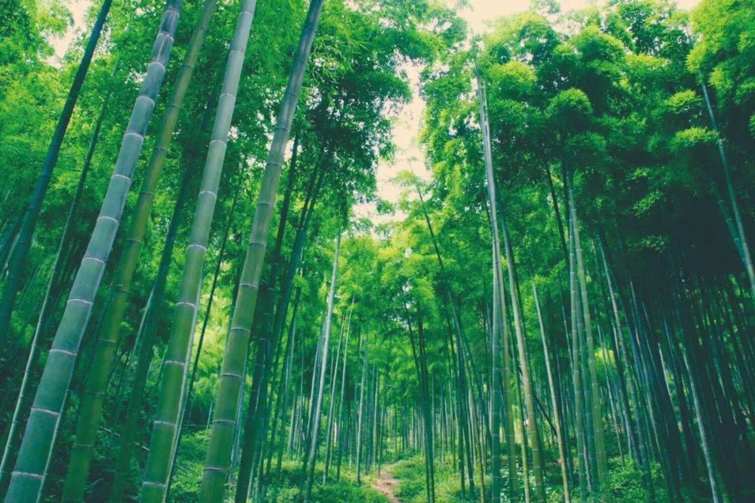 bamboo bamboo